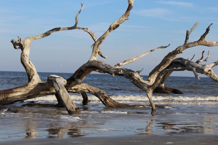 View of 7 Inspiring Tips for Driftwood Room Decor - Driftwood 4 Us